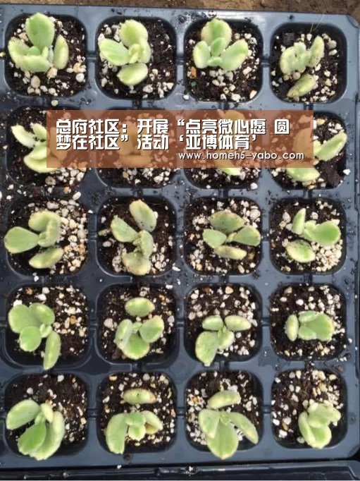 总府社区：开展“点亮微心愿 圆梦在社区”